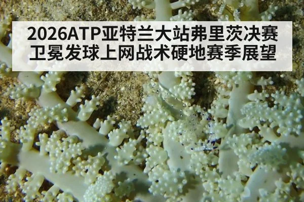 2026ATP亚特兰大站弗里茨决赛卫冕发球上网战术硬地赛季展望